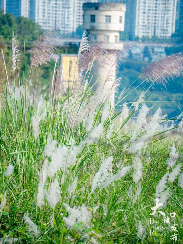 梦幻绝美!大渡口藏着一大片芦苇花海,现在去正好