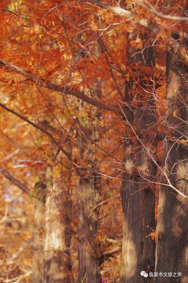 闯入油画世界!东郊公园水杉廊道正红得热烈,美到失语~