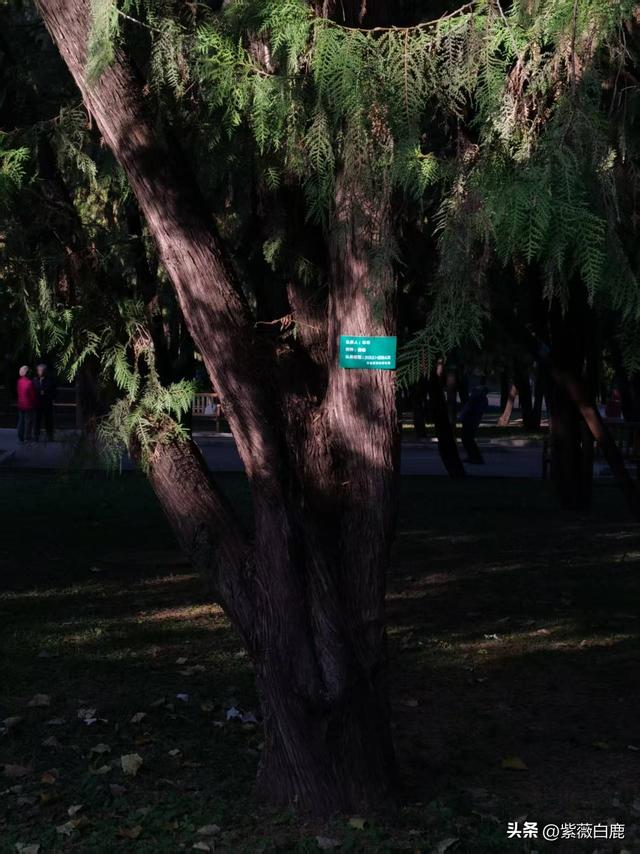 这个秋天，我在地坛