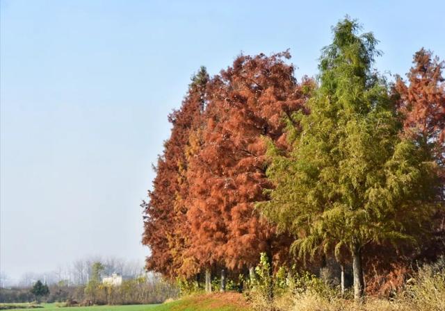 要火！太出片了！阜阳这里竟美到窒息，很多人不知道，赶紧去！多图拍下！
