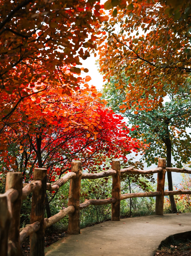 听说，山东的山最近变得「毛茸茸」？