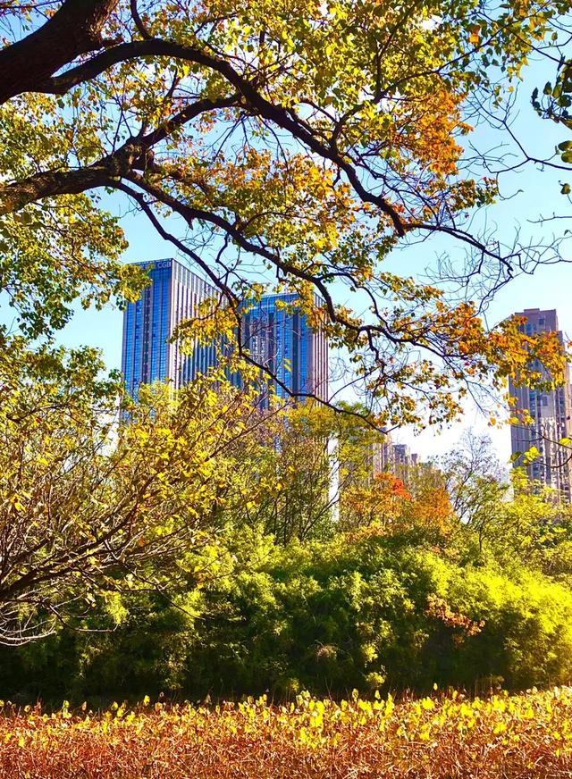 美篇：枫 叶 红 了