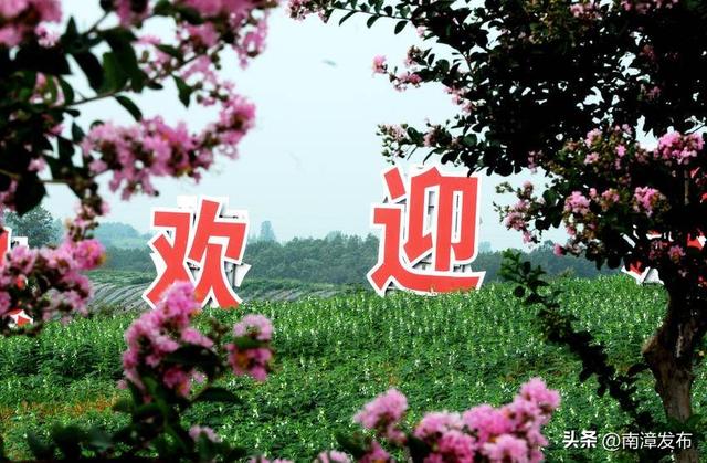南漳：紫薇花争艳 游人醉其中