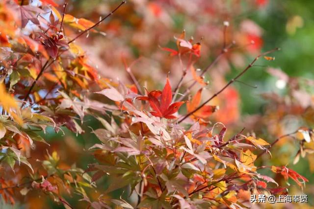 谁懂啊！这些打卡地的秋，连落叶都在教你拍照→