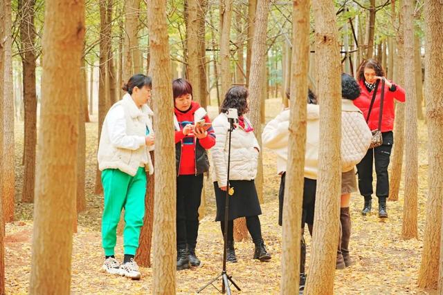 金黄预警！回回营银杏嘉年华来啦！8天秋日狂欢承包你的冬日浪漫