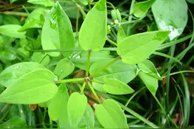 茜草：自然之美与生态价值图片