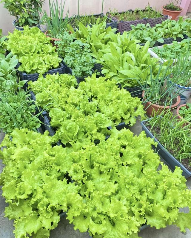 五象湖「最强景观」火了,公告成了废纸