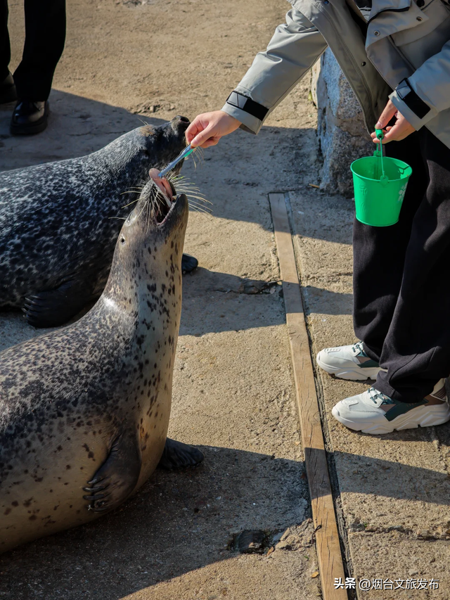 【乐游烟台】打卡海豹湾，烟台人有自己的肥美QQ肠~