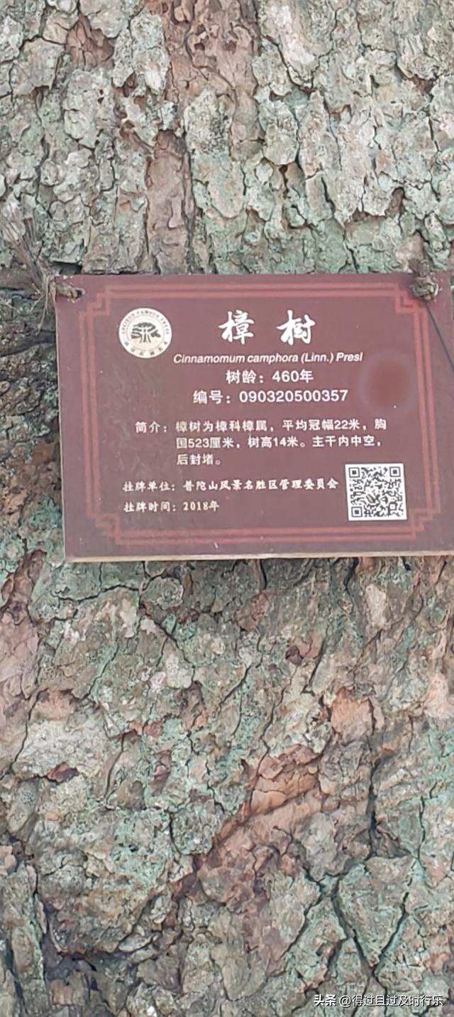 舟山游记-02普陀山听梵音闻香火