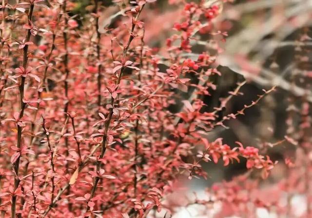 【美丽四川】平武沙棘沟行记：穿过五公里雨雪晴阴 收获“无执”的秋日‖柳红樱