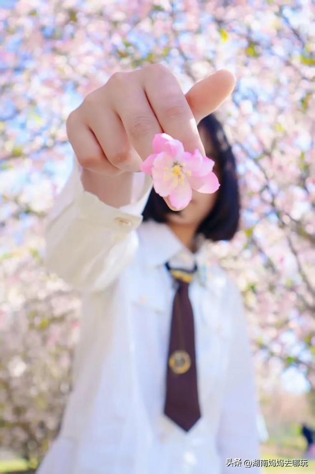 第一波樱花已盛放！带娃冲这里，市中心藏着粉色浪漫