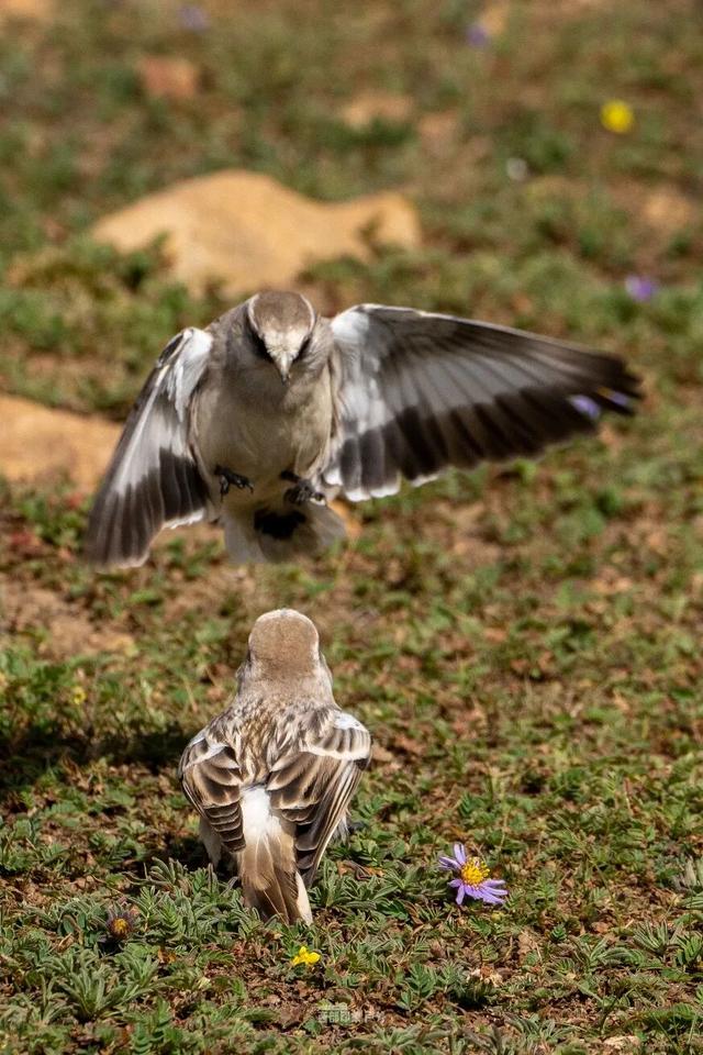 库拉岗日，“戏”真多！