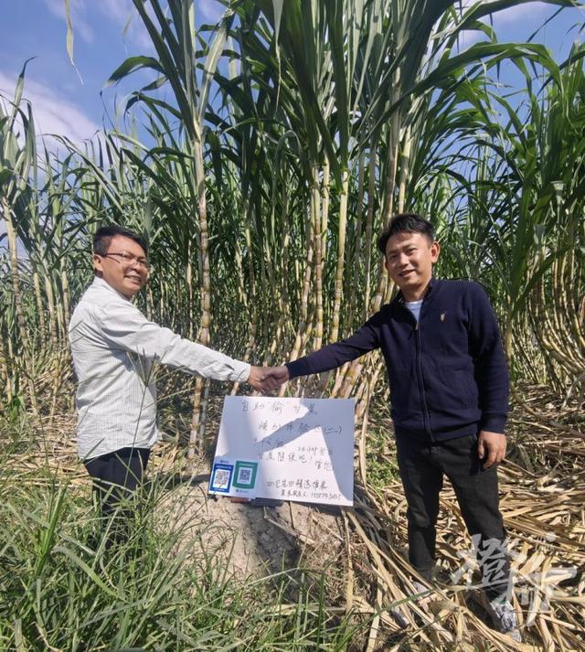 爆火全国的“偷甘蔗”，又是浙江人想出来的！橙柿专访“第一发明人”