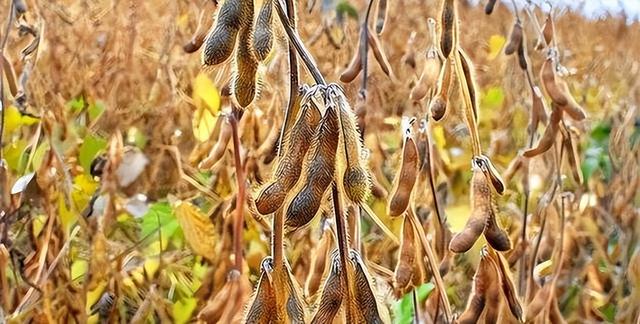 趁火打劫！巴西大豆对华猛涨价，买家集体暂停订单，静待2个时机