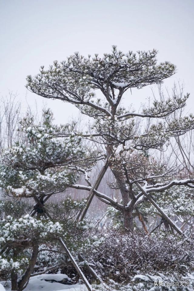 大兴初雪倒计时！5个宝藏赏雪点位，提前收藏——