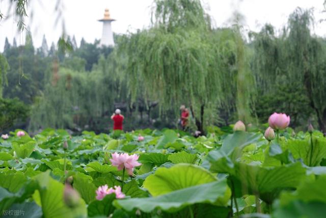瘦西湖小众赏荷路线：避开人潮，邂逅夏日治愈系“荷”颜悦色