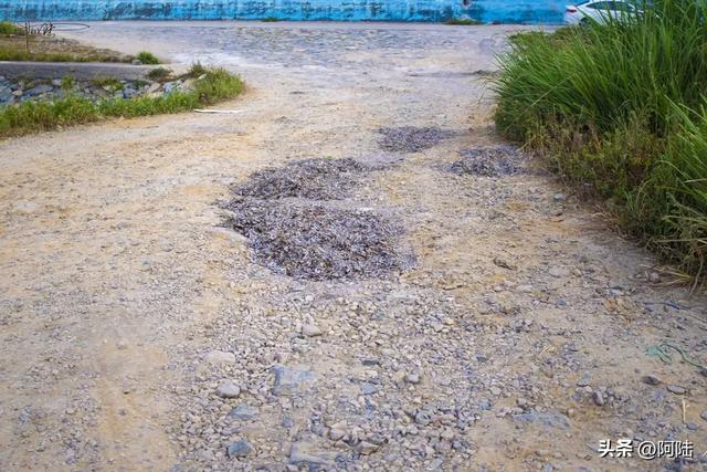 探秘施工中的龙港沿海长堤，风景很野，到滩涂上挖海参的渔民很多