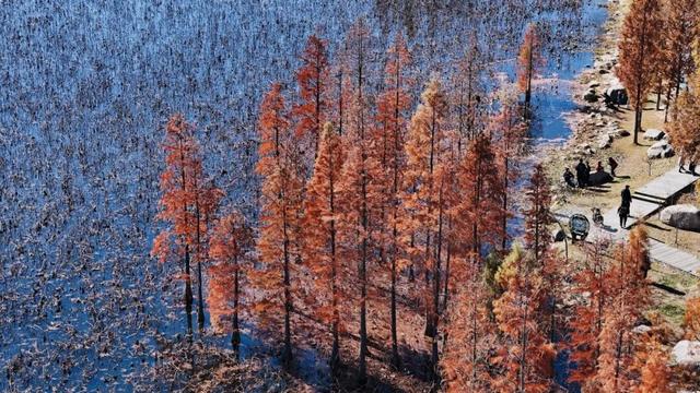 这个冬天，被山东这片红色“暖”到了！