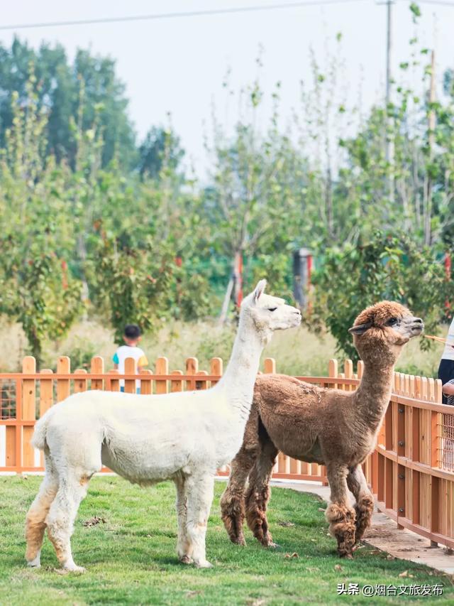 【乐游烟台】新晋遛娃地,烟台这家自然乐园超好玩