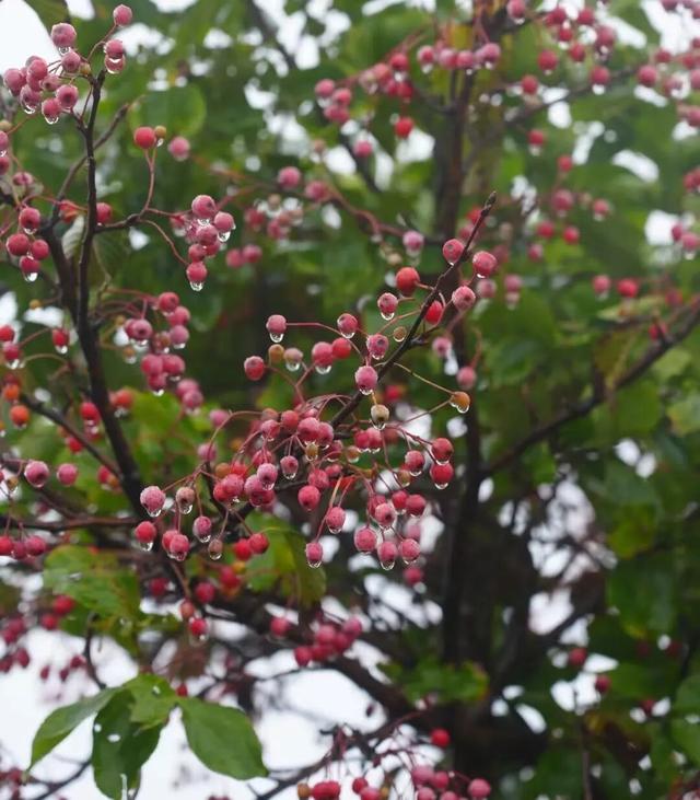 临沂这抹红，醉了秋日山水