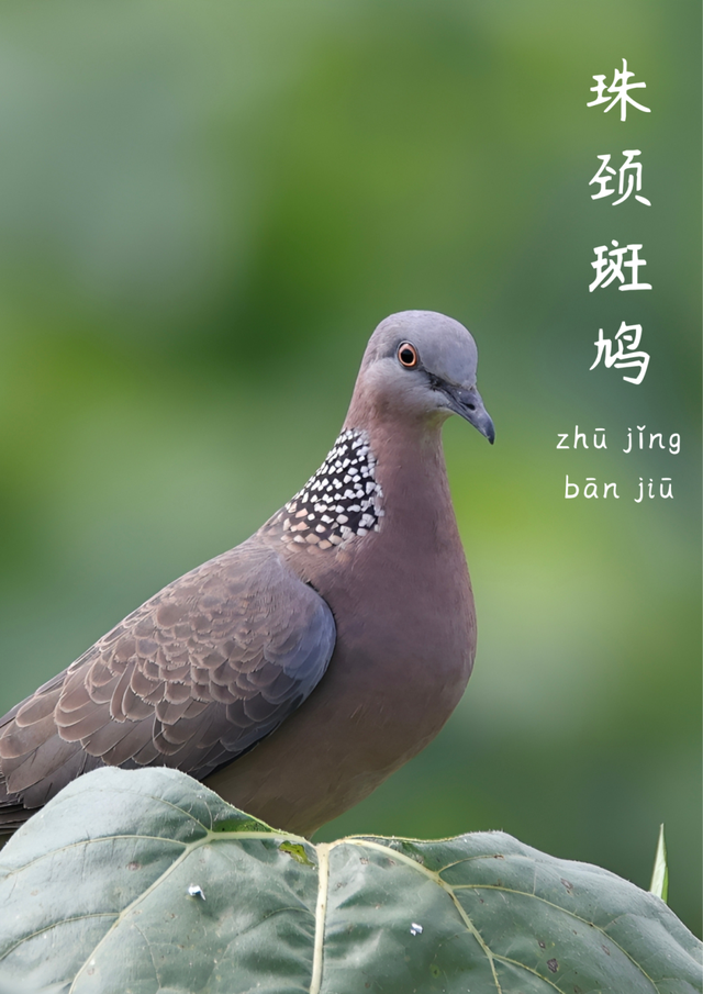 成都市中心竟藏着一个观鸟天堂？来这座公园偶遇20种留鸟！