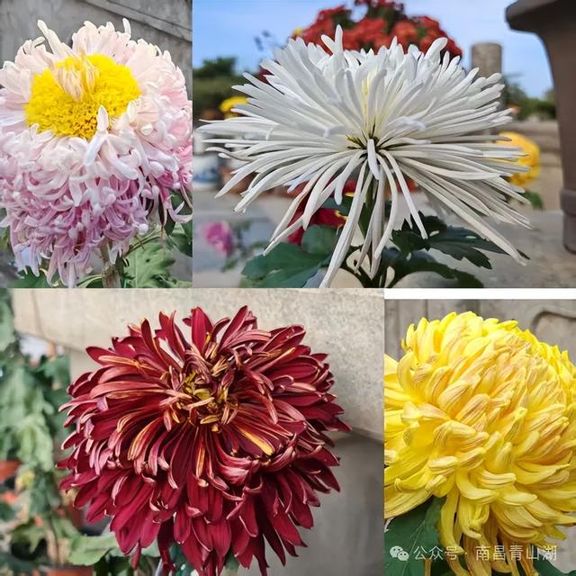 150+动物造型藏进万株菊海，天香园菊展开展