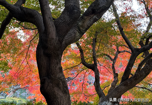 来了杭州“西湖枫景”才知道，原来中式氛围绝美优雅，可免费观赏