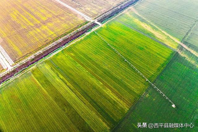 老王坡实现蝶变的密码是什么？