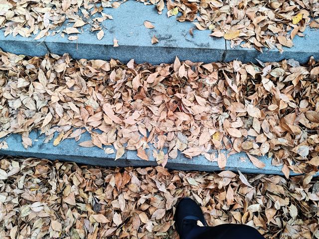 济南唐冶的深秋:碧空如玉、松柏叠翠、红枫似火、银杏镶金