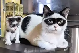 个性猫咪大赏，看到真猫版黑猫警长，原来猫猫也是有美丑的！图片
