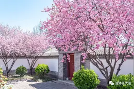门前种好树，子孙一直富！建议大家：别错过这4种“吉利树”图片