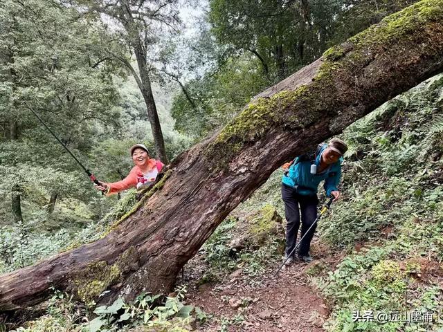 徒步武定香水箐,赏野草香飘、听溪流淙淙,徜徉绿水青山中,惬意