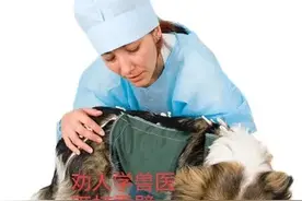 看完这篇文章你还学兽医吗？全网唯一个敢这么说的图片