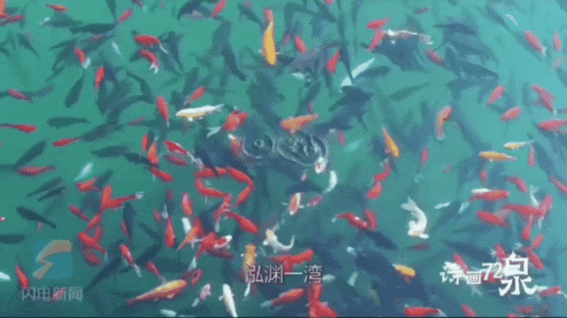 被济南泉水下的世界惊艳到了！