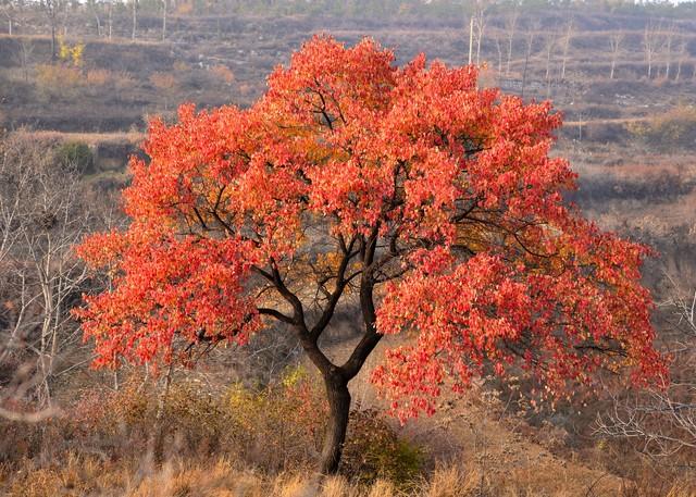 驴行信记：浪漫“赵家岭”