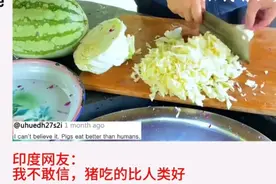 笑不活了！外国网友看中国人用蔬菜养鸡和猪，韩国网友彻底破防了图片