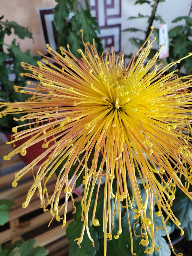 甘州府城菊花飘香