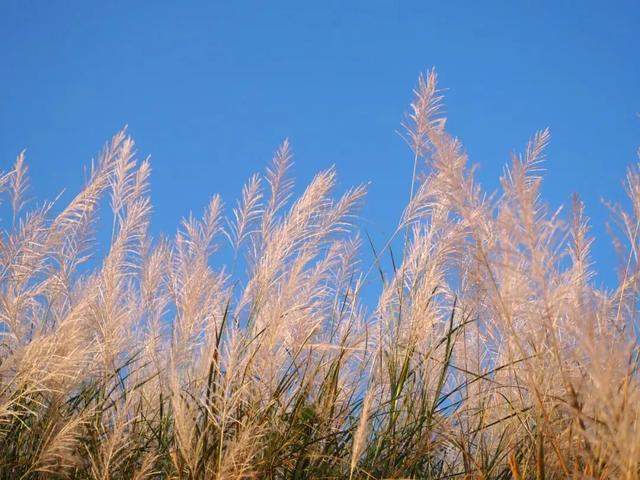 秋日限定!速来围观肇庆的绝美风光~