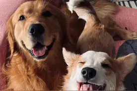 多次用药，狗狗菜花瘤终于消失了图片