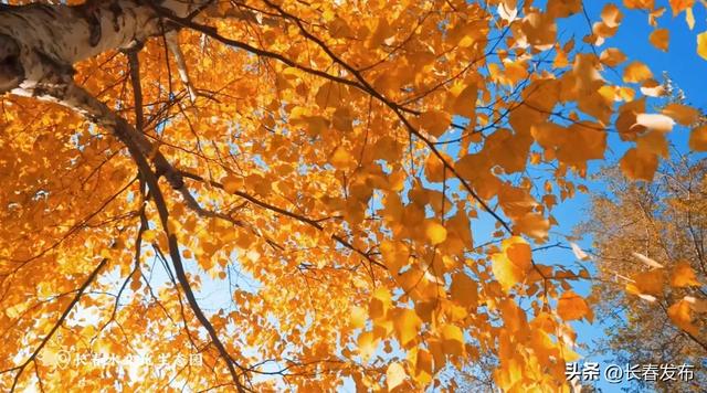 秋韵浸水园 微光与落叶的密语