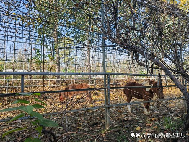 泰安：城西有一个儿童乐园，曾是热门亲子游目的地，现在免费游览