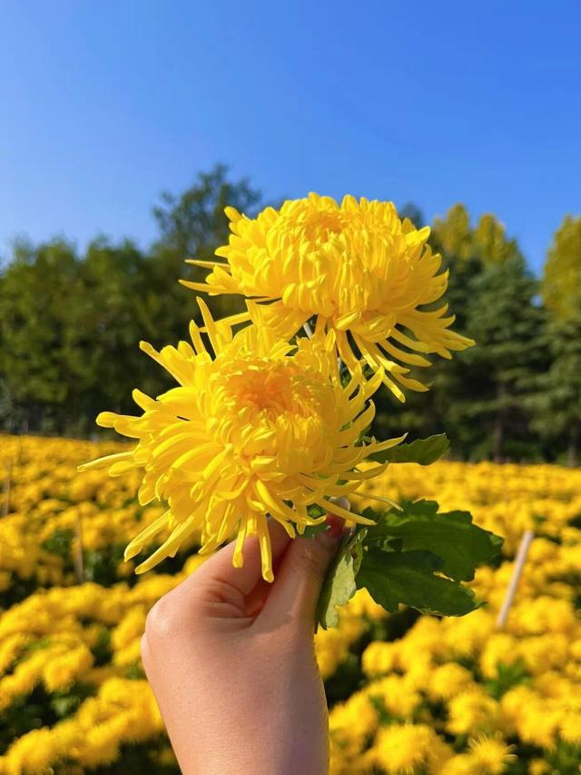 塘坊李的菊花开疯了