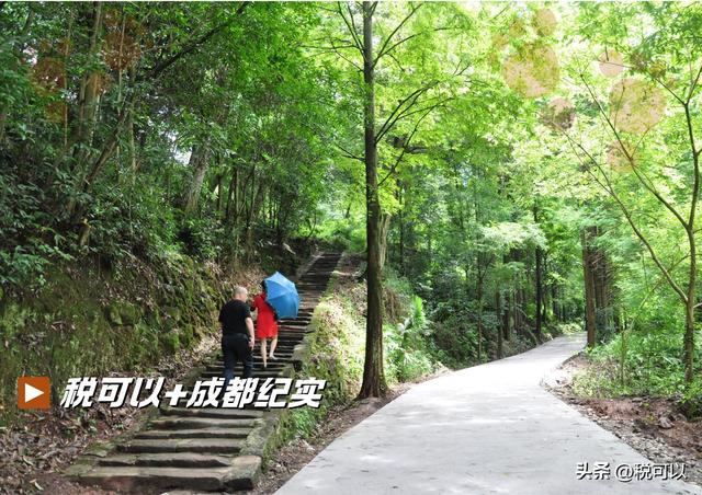走进崇州大明寺，被两棵1500岁的楠树震撼到了！