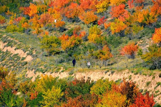 【白银文旅】冬已至秋渐远，再赏一波靖远的秋