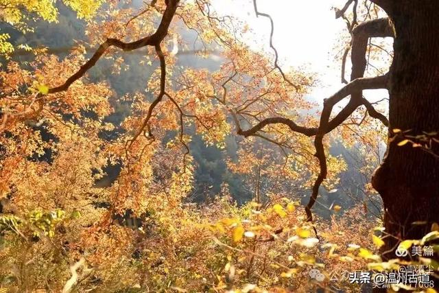 现场报道：这条离市区很近的著名红枫古道已枫情万种，徒步正当时