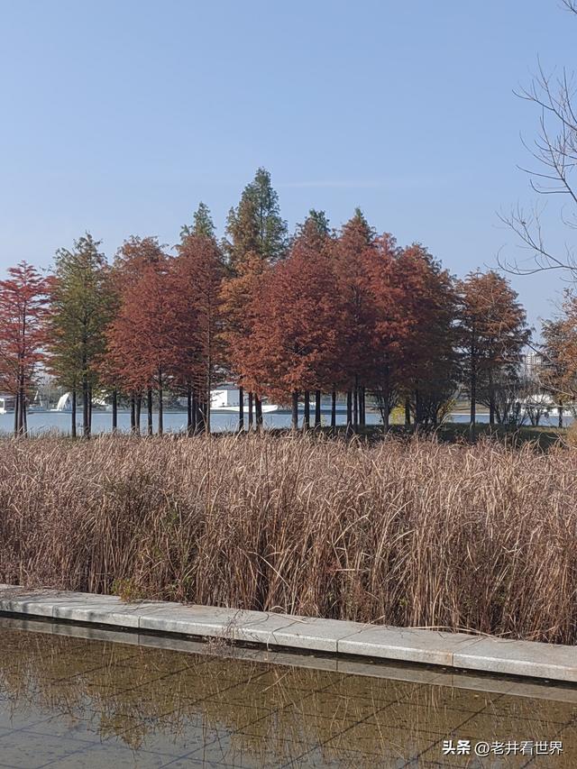 初冬游凤凰公园 || 王留记