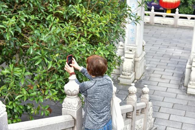 鼎湖山古寺中的百年桂树开花了！