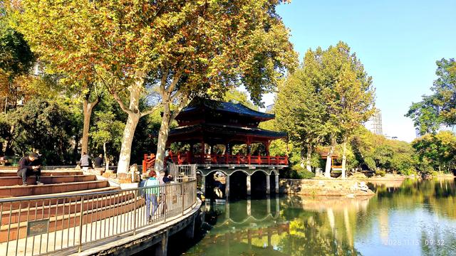 中山公园的菊花