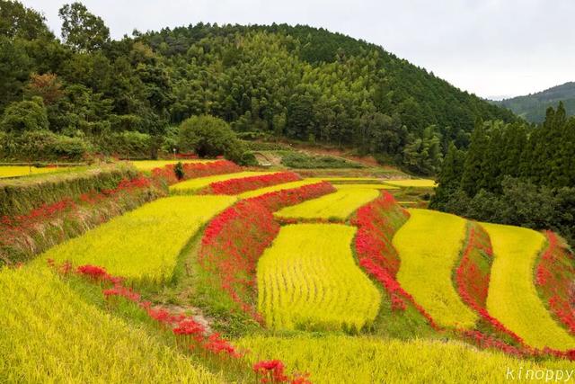 9月去看绝美彼岸花吧！日本10大赏花出片景点全攻略~