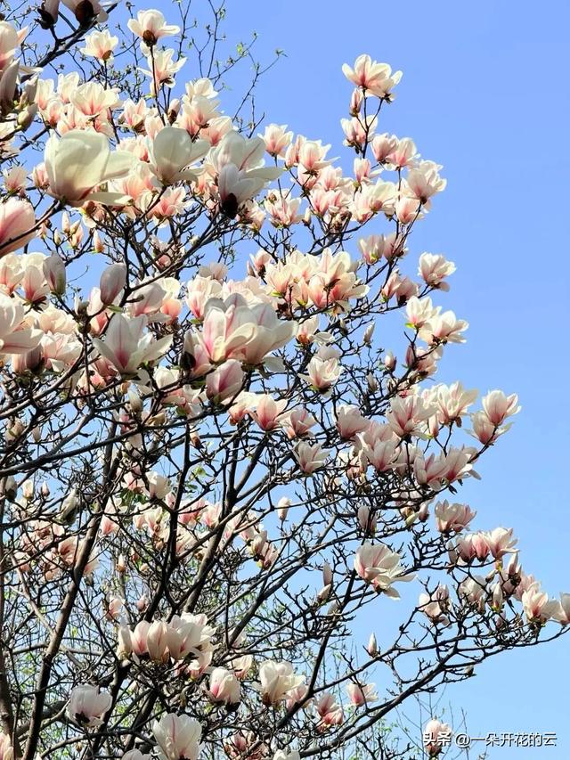 成都本周顶流，不是油菜花，是它——只有本地人才知道的赏花地图